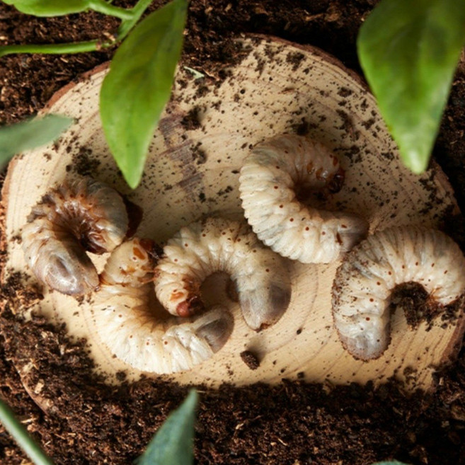 청정지역 섬나라굼 국내산 생 굼벵이 1kg, 1개