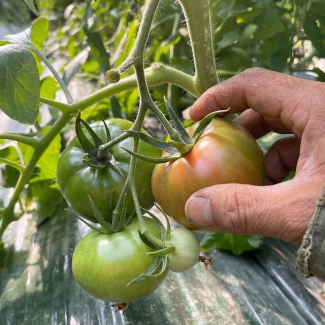 [구매평1위] 부산 대저토마토 짭짤이 정품, 1박스, 2.5kg, 3S~2S(특로얄)