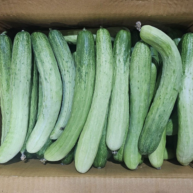 클릭마켓 백 다다기 오이, 3kg (상), 1박스
