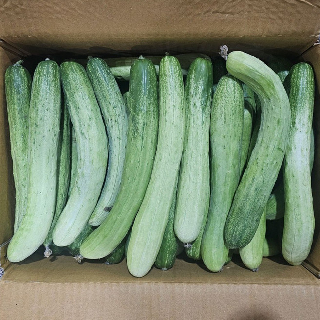 클릭마켓 백 다다기 오이, 1kg (상), 1박스