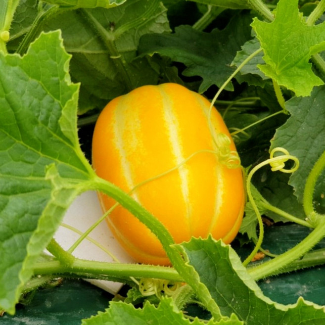 [하루특가] 최대15brix 꿀찬참외 초초특가 고당도 성주참외, 1박스, 로얄소과 2kg