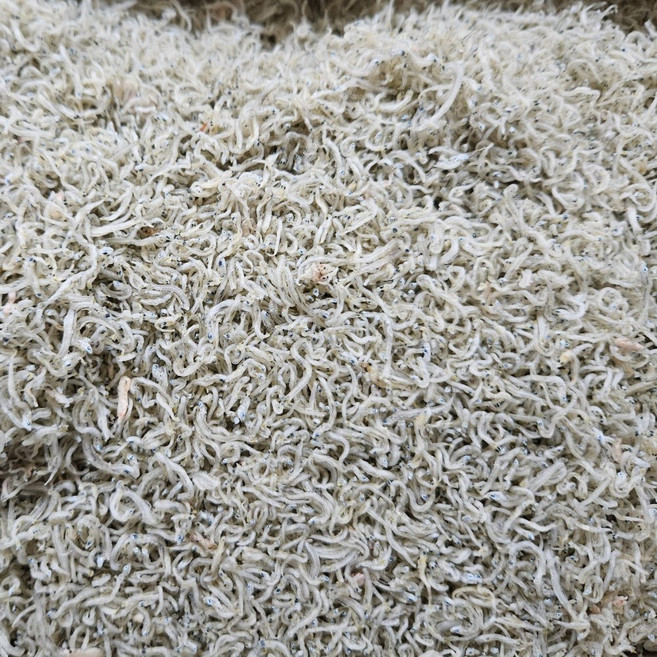 남해안 햇 지리멸치 볶음멸치 식당용 업소용, 1개, 1.5kg