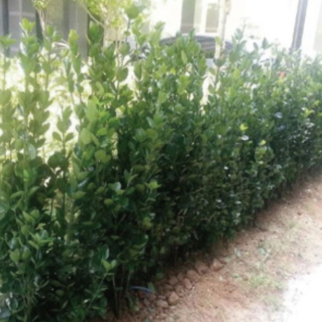 지엘파크농장 사철나무50개 약60~70cm 사철푸른나무 사철나무 울타리조경수 특가세일