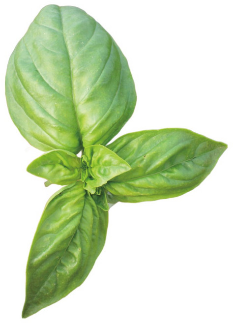 바질 생잎 페스토용 100g / 1kg, 1개
