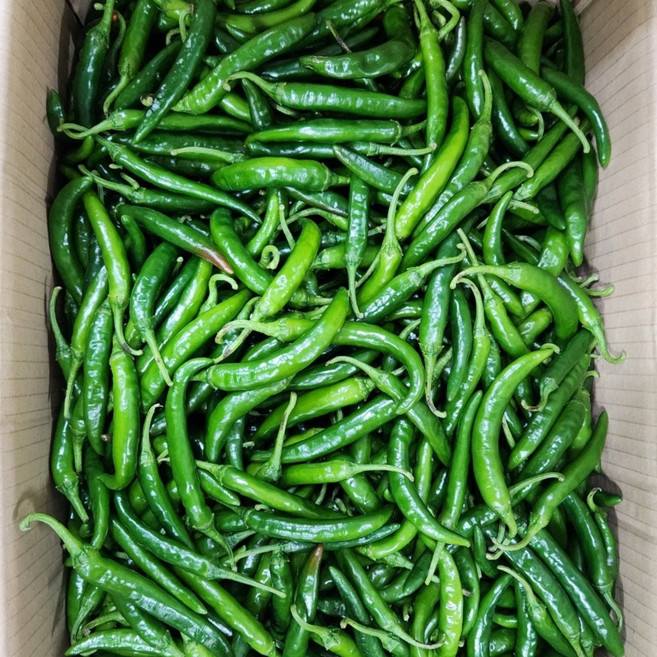 청양고추 매운청양고추 매운고추 땡초고추 땡초 1kg, 청양고추 못난이 1kg, 1개