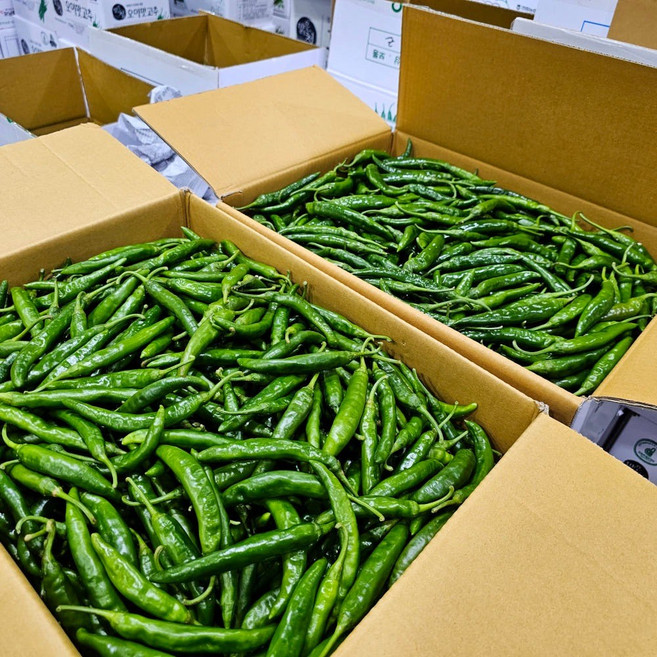 아빠농산 국내산 못난이 청양고추, 1박스, 1kg