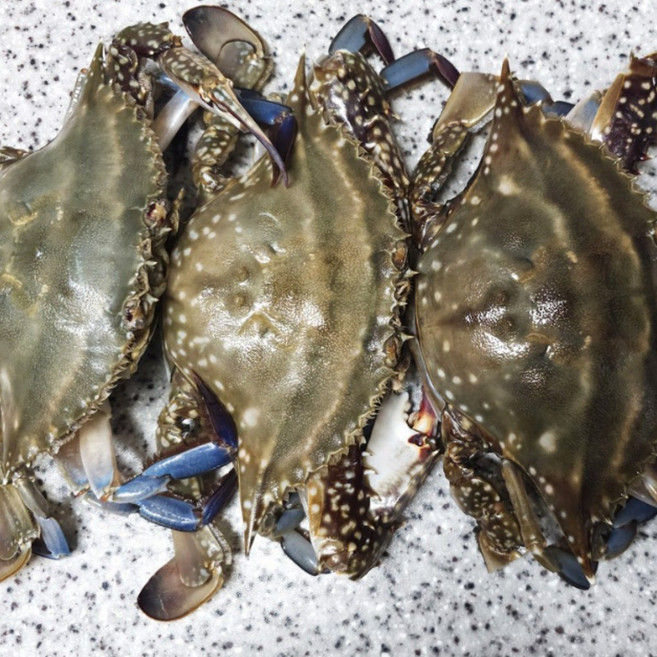 서해 꽃게 안면도 제철 생물 활꽃게[ 특A급 3KG ] 암꽃게 봄꽃게, 1개, 암꽃게 3kg 특 (6~9미내외)