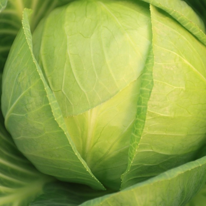 국내산 유기농 양배추 친환경 무농약양배추, 1개, 5kg