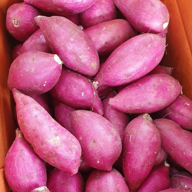 진이네농수산 고당도 여주 햇 꿀 밤고구마 꿀고구마, 1개, 꿀밤고구마 한입 5kg