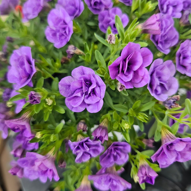 안녕두구동 칼리브라코아 겹꽃 보라 2개한세트, 2개