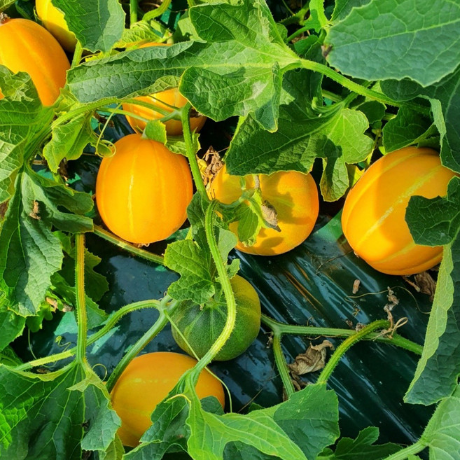 3다이 정품 로얄과 성주 참외, 1박스, 5kg 로얄과(11~16입)