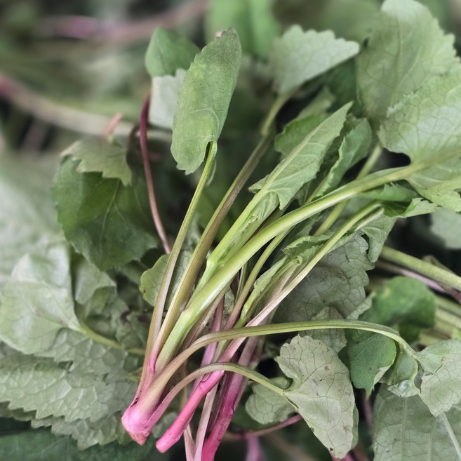 젠틀블루 여수 국내산 취나물, 1kg, 1개