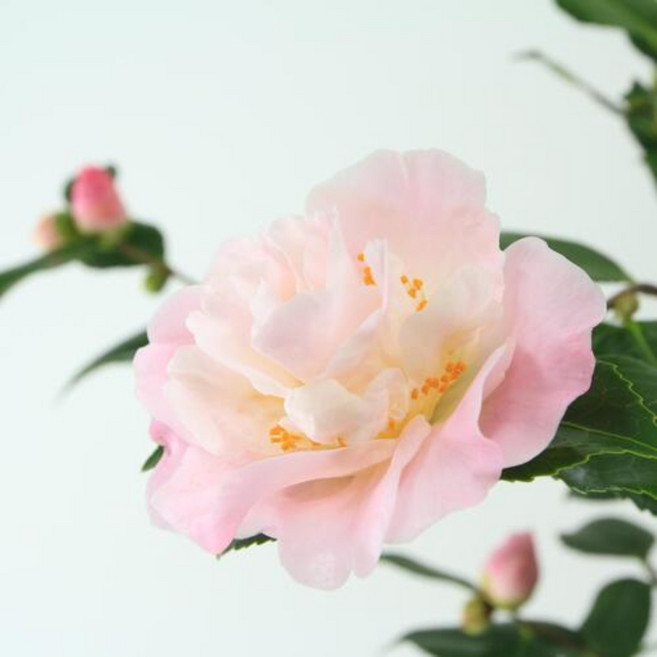 대성식물 서향 향 동백나무 15cm 중형 겨울꽃 핑크꽃 동백, 1개