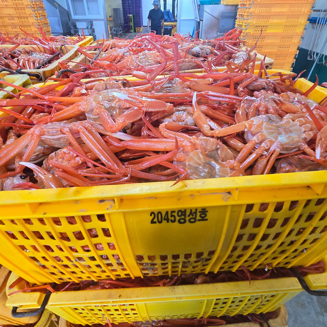 [산지직송] 구룡포 홍게 4kg 8-12미 고수율 자숙 박달홍게 당일발송, 1박스, 8kg (20~26미내외)