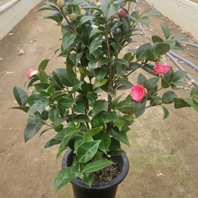(나무농장) 동백 동백나무 블랙로즈(겹꽃) 7치 화분, 1개