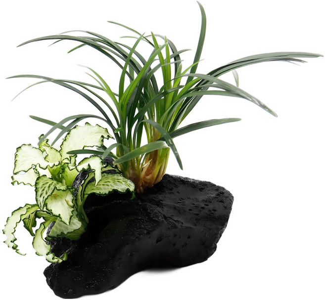 미미네아쿠아 2구 활착 - 화이트스타 애란, 1개