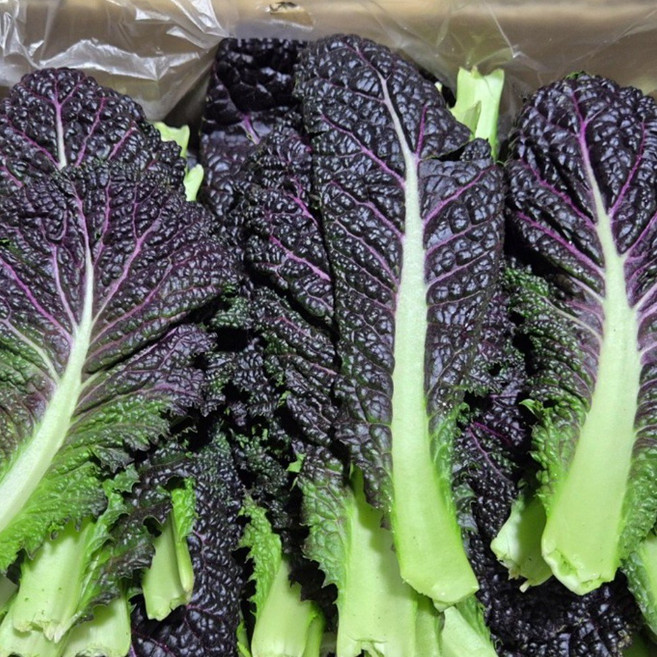 [ 정담상회 ] 국내산 적겨자 쌈채소 겨자잎 2kg 내외, 1박스