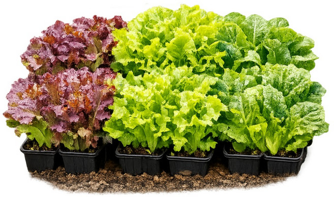 상추 모종 모음 쌈채소 유럽상추 샐러드, 1. 꽃상추, 15개
