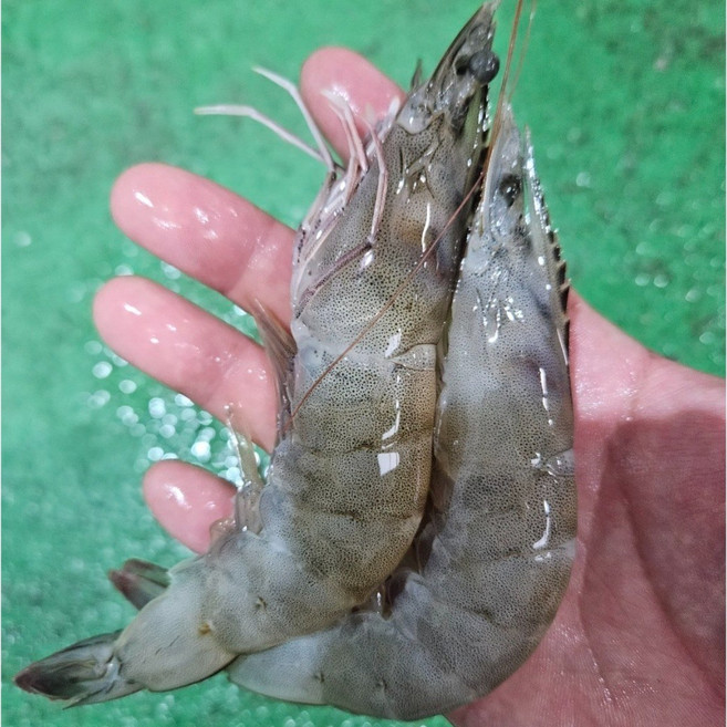 국산 흰다리새우 당일조업 활새우 횟감용 제철 생새우 생물, 1개, 1kg (40미 내외)