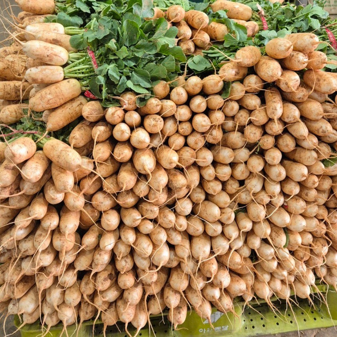 [씽씽팜] 산지직송 황토밭 햇 초롱무 (여름 알타리), 1개, 2단(5-6kg 이내)