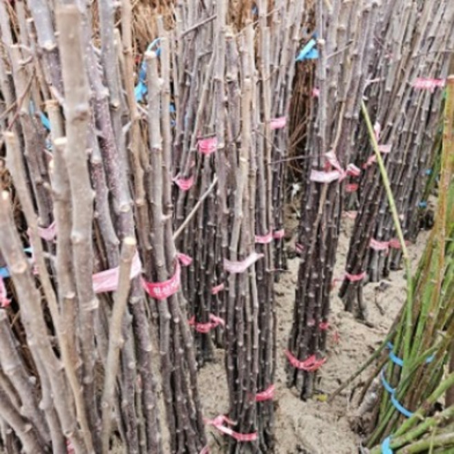 미니사과 묘목 후지오토메 접목1년 나무판다, 10개