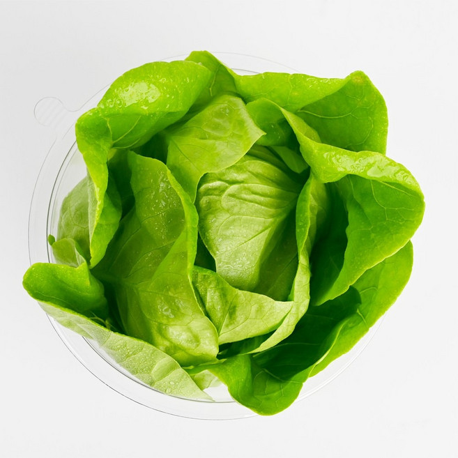 당일수확 버터헤드 상추 산지직송 무농약 프리미엄 샐러드용 / 리피, 1개, 500g