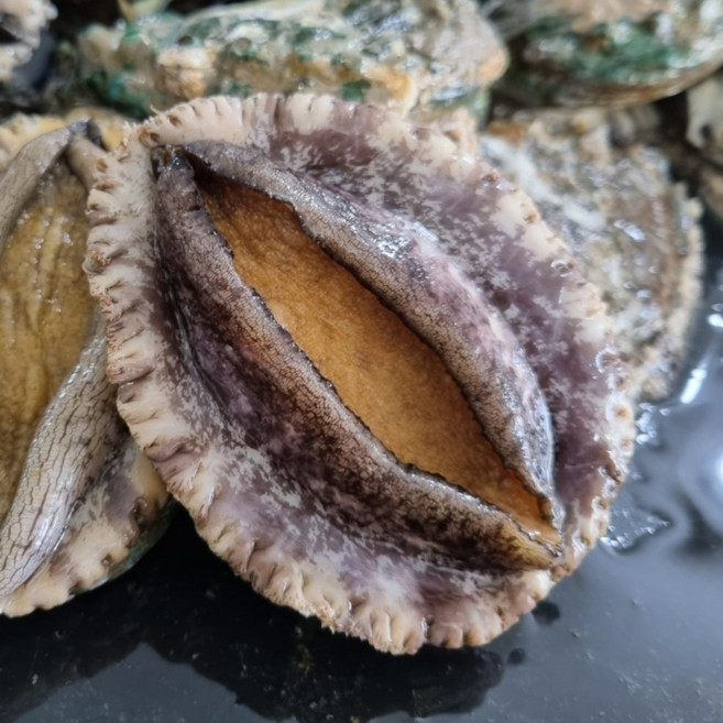 신선품다 완도 활전복 왕특대 완도산 직거래 산소포장 프리미엄 산지직송, 1박스, 1kg(11~13미)