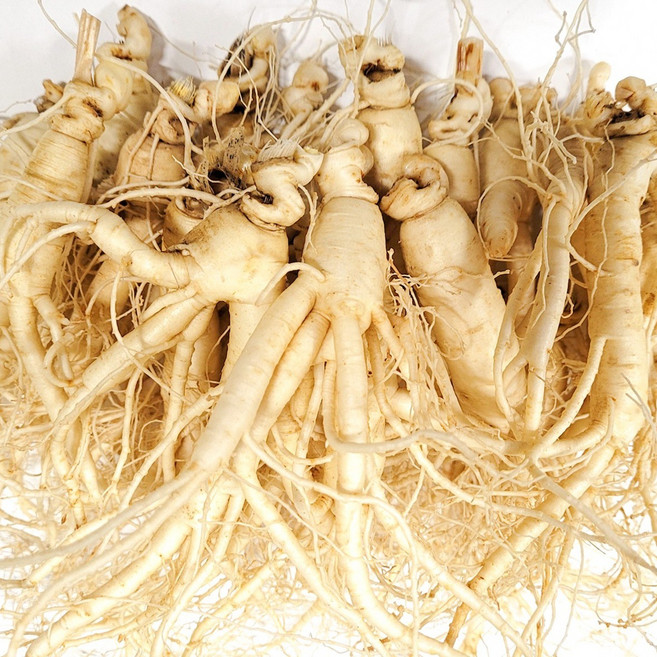 [GAP 인증 인삼] 농부가 직접 드리는 6년근-5년근 못난이 인삼(난발삼) 무료세척 예쁜 정품수삼 파삼 홍삼액달임오쿠 인삼튀김 삼계탕 인삼라떼(믹서) 인삼주, 720g, 1개, 세척함, 1.콩콩난(720g,35-40뿌리)