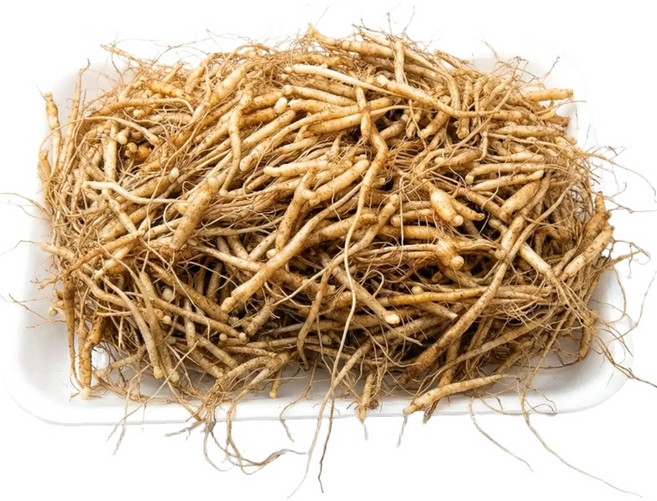 풍기인삼 새싹삼/애기삼 1년생 후치기, 1개, 500g