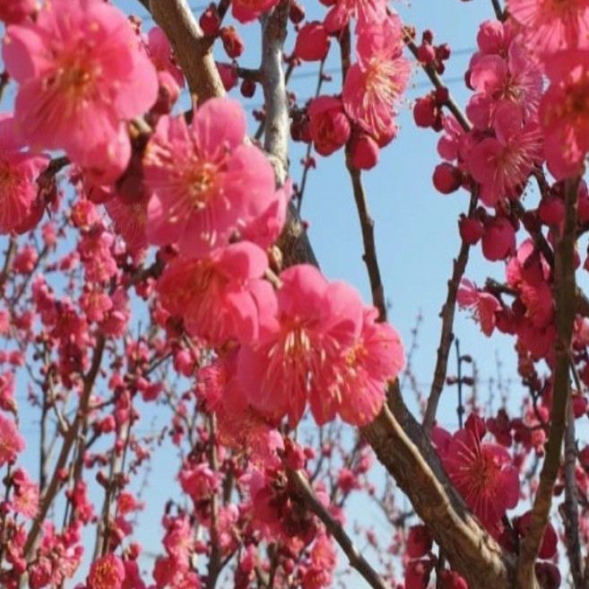 <경기농원>매화나무 묘목 설중매 4년생 개화주, 1개, 설중매4년생