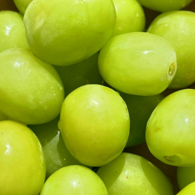 [호텔납품용] 초고당도 아삭탱글 씨없는 애플포도 애플청포도, 1박스, 1kg