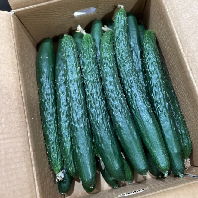 (국내산) 당일경매/아삭아삭한 가시오이 특품 1kg 3kg 5kg 10kg, 1개