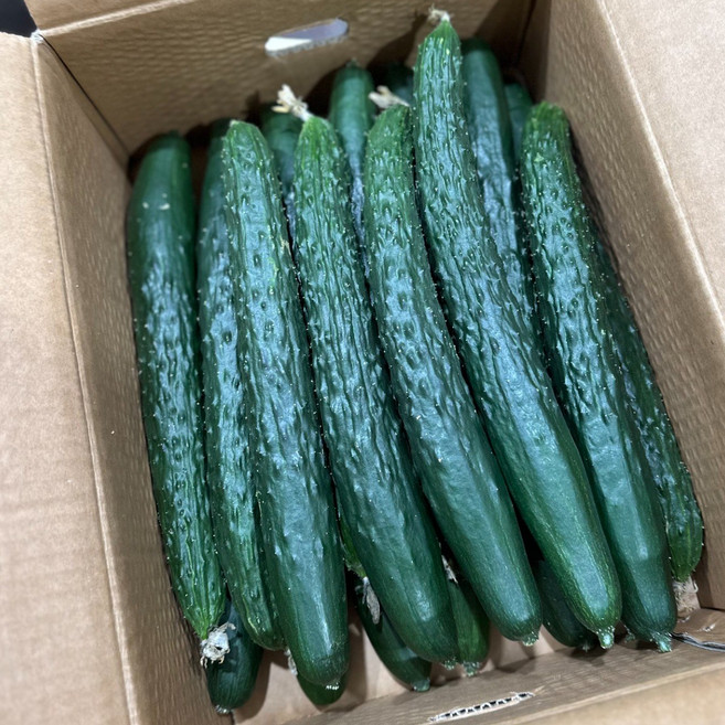 (국내산) 오이향이 가득한 가시오이 1kg 3kg 5kg 10kg, 1개