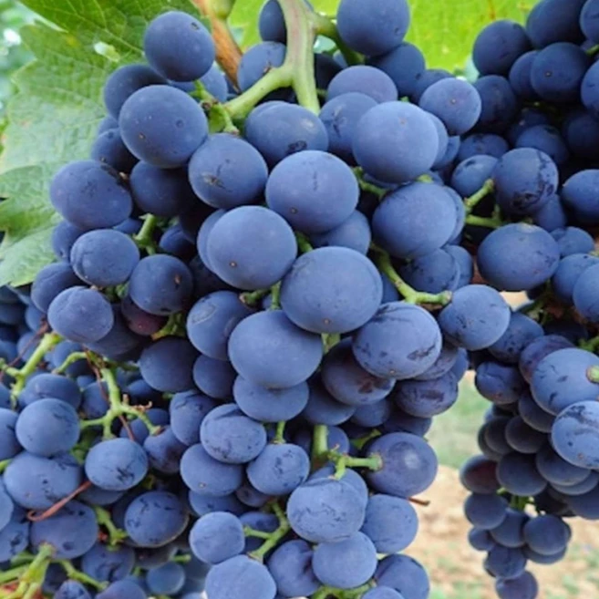 거봉 포도나무 /삽목 포도나무 묘목 1년 4주묶음 / 포도나무 묘목 대과종 포도/ 추위에 강한 가정 과수, ., 4개 - 쿠팡