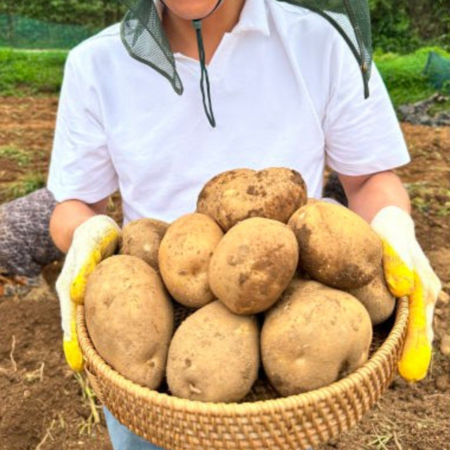 최상급 감자 두백감자 햇 분감자 [원산지:국산], 1개, 특 5kg (일반 큰사이즈)