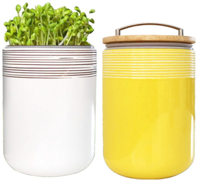 콩나물재배기 반려식물 반려콩나물 콩나물키우기 초보식집사, 1개