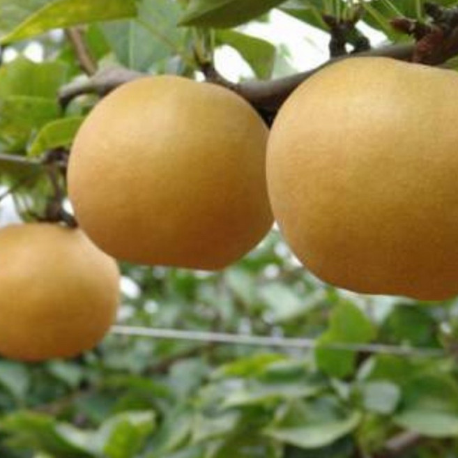 향수묘목농원 물많고 당도 좋은 배나무 3년생 결실주분묘