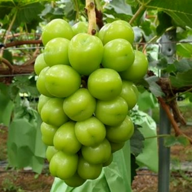 ( 경북 김천시 ) 프리미엄 고당도 샤인머스켓, 1개, 4kg ( 4 - 5수 )