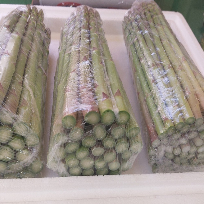아스파라거스 자연산 가정용 산지직송, 1박스, 500g