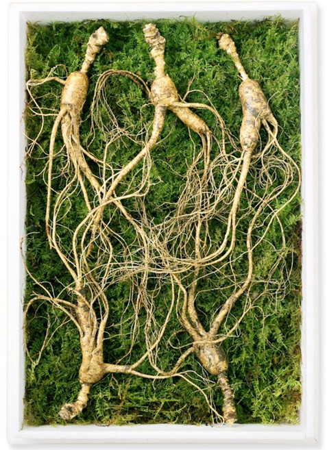 지삼당 산양산삼 직파자연산삼 효도선물 명절 15년근~16년근 5뿌리, 150g, 1세트