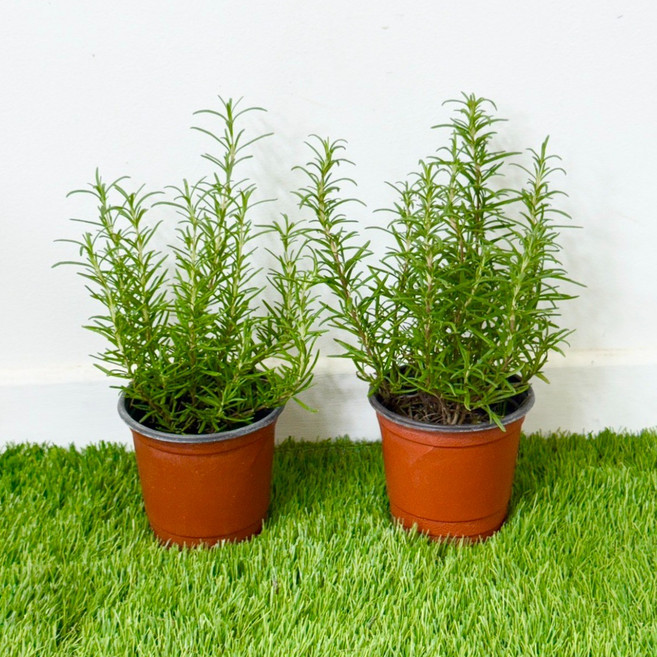 로즈마리 2개입 (H20/포트지름10cm) 로즈메리 허브 모종 생잎 대성식물, 2개입세트, 1개
