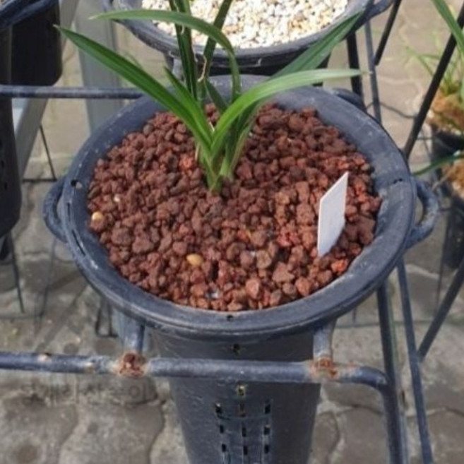 제주 숨 화산송이석 5kg 천연 화산석 원예용 조경용 테라리움재료, 1개