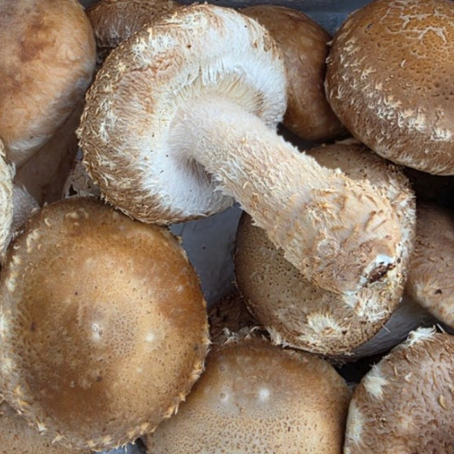 [중급1+1 행사]햇담송화 무농약 송화 가정용 중급[1kg+1kg] 송이향 송고 송화고버섯, 1박스, 500g 송화 정품중급 + 500g 더