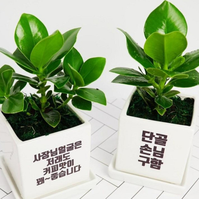 [메세지화분] 아무말대잔치 축하선물 개업 승진 커플 기념일 공기정화식물 자유문구, 정사각_기본형, 크루시아, 1개