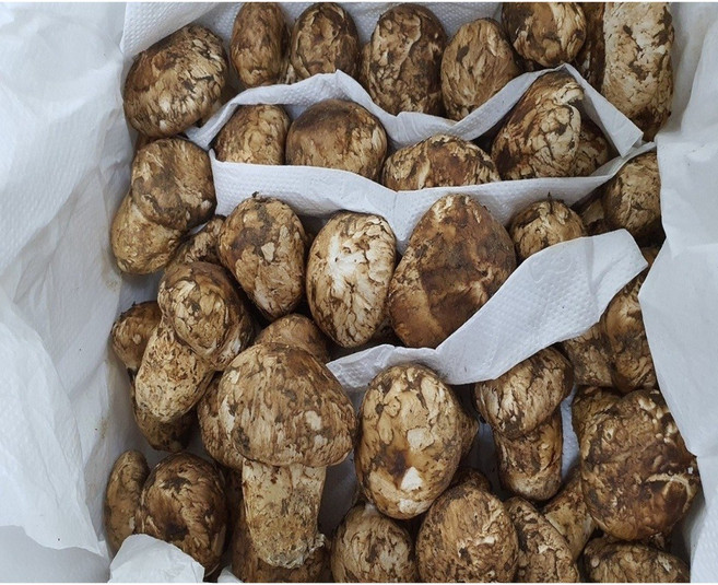 송이버섯 자연산 냉동송이버섯 터키산, 3S급(30~40송이내외, 모양크기랜덤), 3S급 500g, 1개