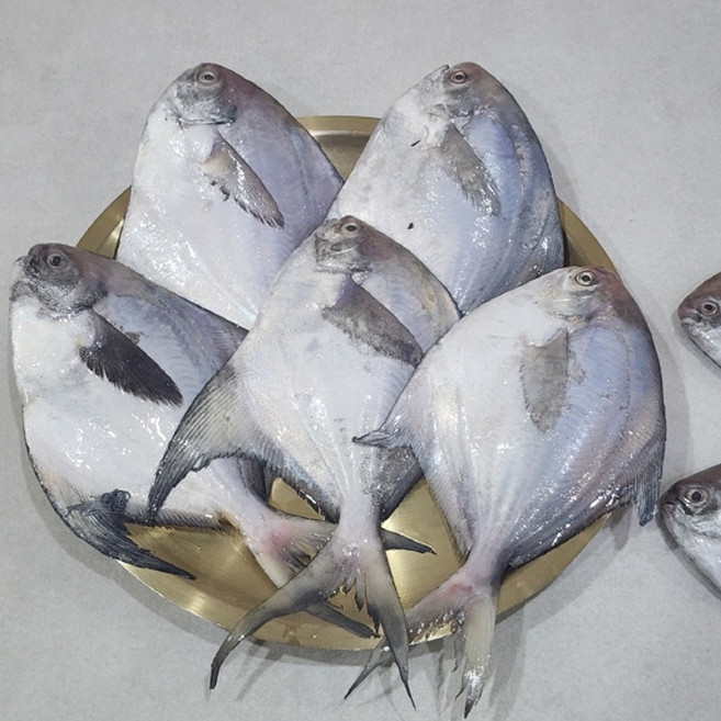 삼시세끼연구소 감칠맛 터지는 4주한정 횟감용 생물병어, 1세트, 1kg