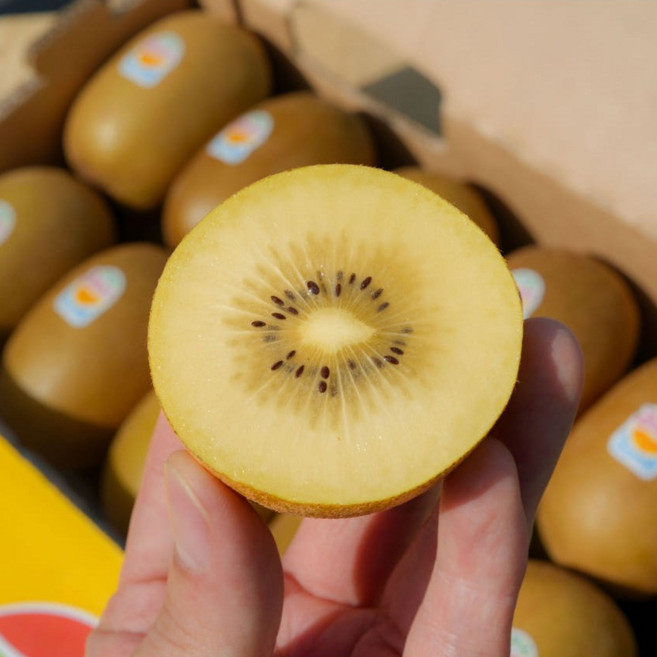 제스프리 골드키위 특대과 점보 10과 15과, 1박스, 점보 15과(개당 155g내외)