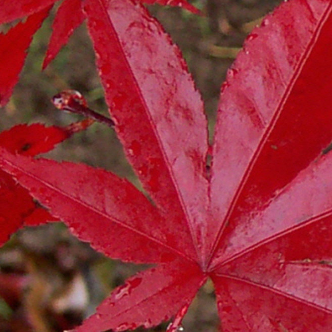 (나무판다) 사계접목홍단풍나무 시리즈, 4.블러드굿 R5 내외 분, 1개