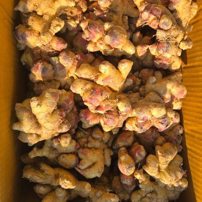 해돋이농산 국산 생강 햇생강 흙생강 1kg 5kg 10kg, 1개