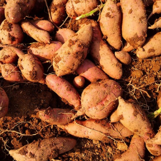 옛향기 강화도 속노랑 고구마 / 호박고구마, 1박스, (상등) 5kg